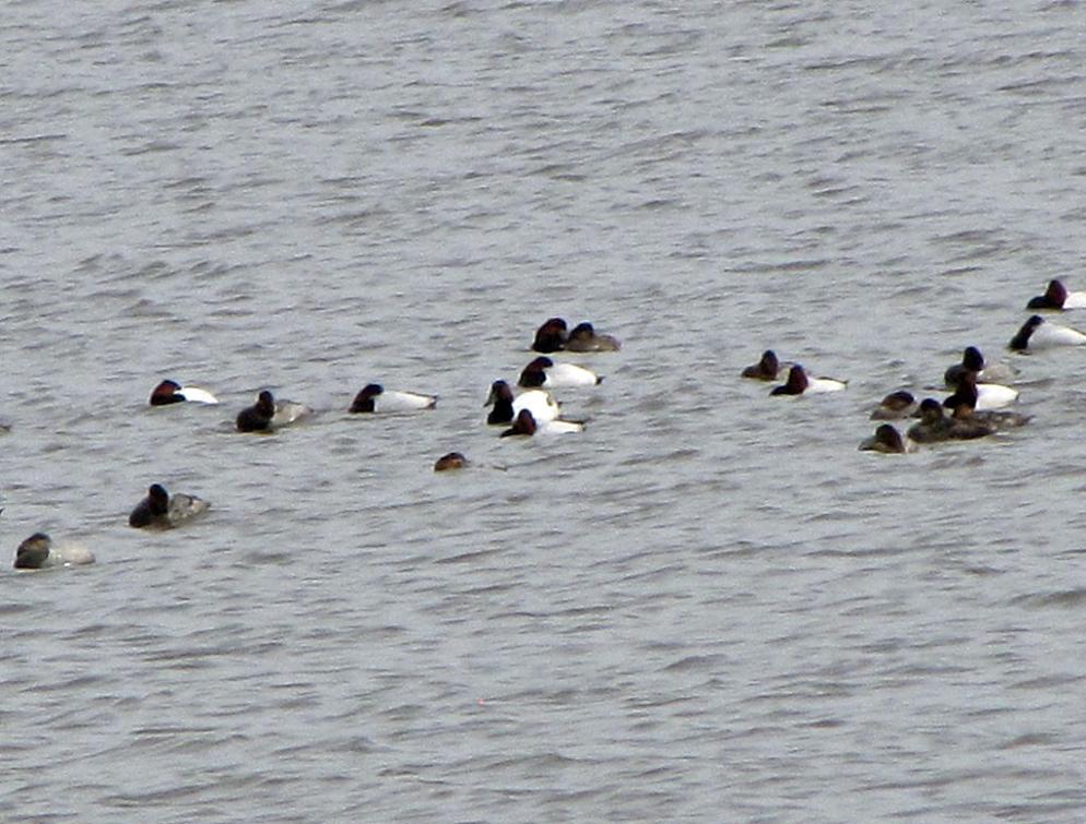 Pictures Of Canvasback - Free Canvasback pictures 