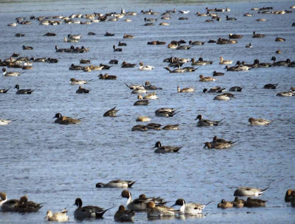 Many Birds in Merritt Island, Viera Wetlands, and Lake Okeechobee in