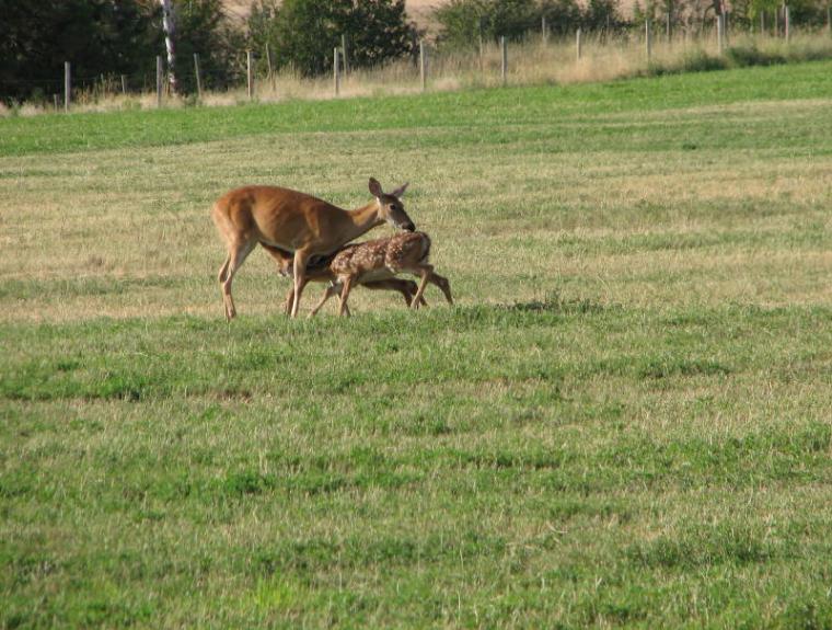 Baby+deer+and+mother