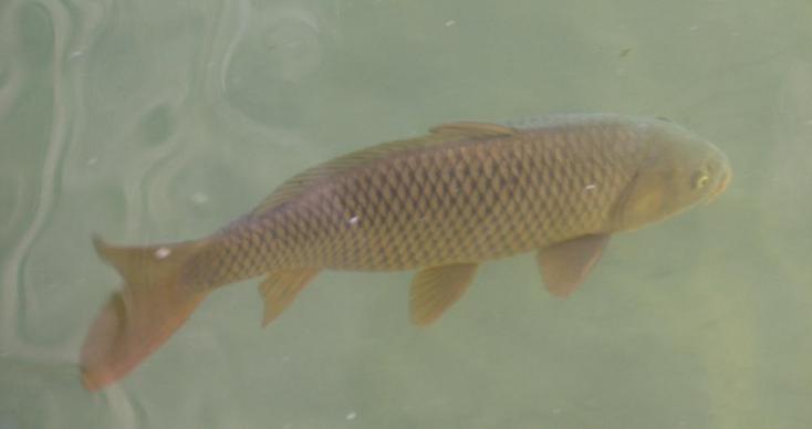 big carp in Colorado River near London bridge IMG 8704 3 crop 2  734x388 jpg