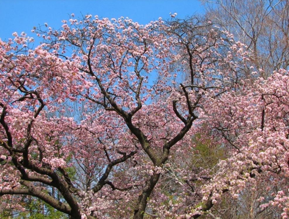 cherry tree branch. Cherry Blossom in New Jersey