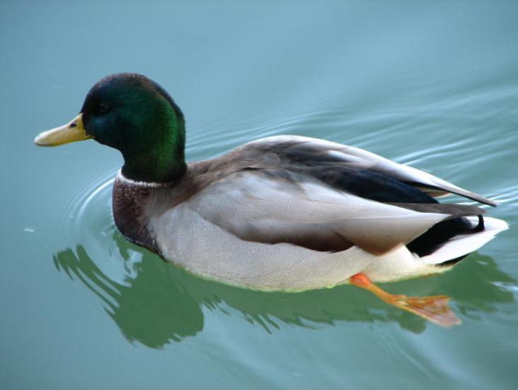 waterfowl near London bridge IMG 8679 3  734x553 jpg