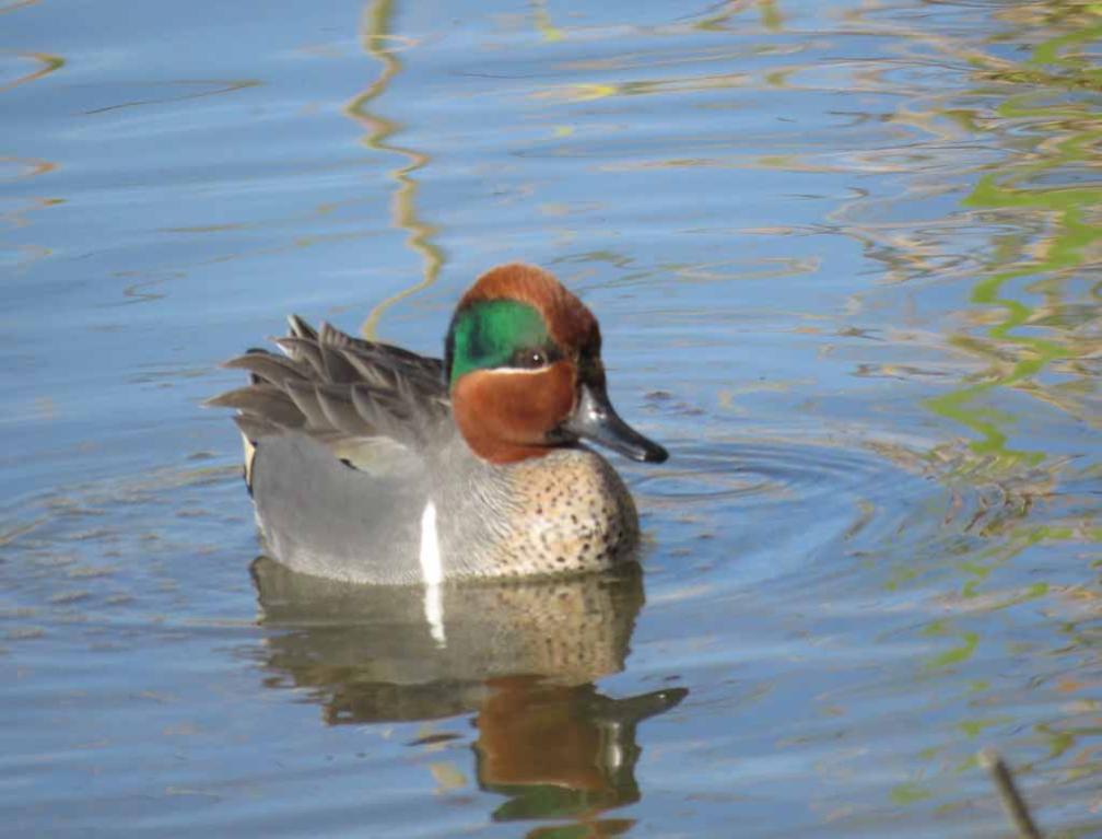 green winged teal