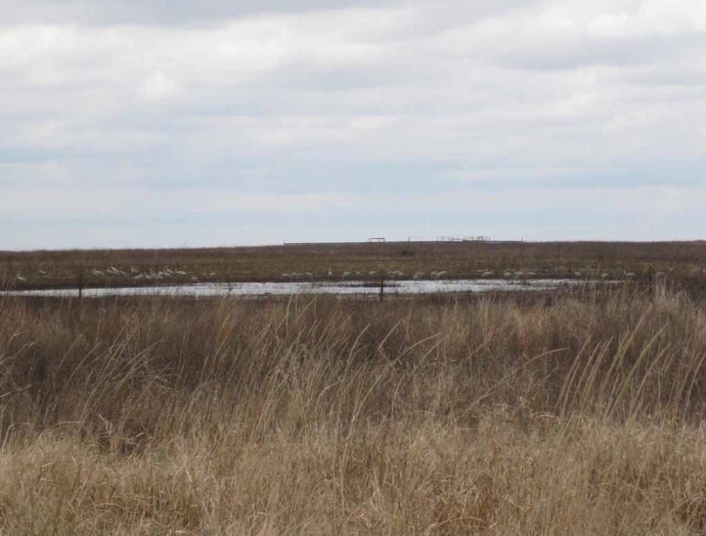 More on Winter Birding along Texas Coast
