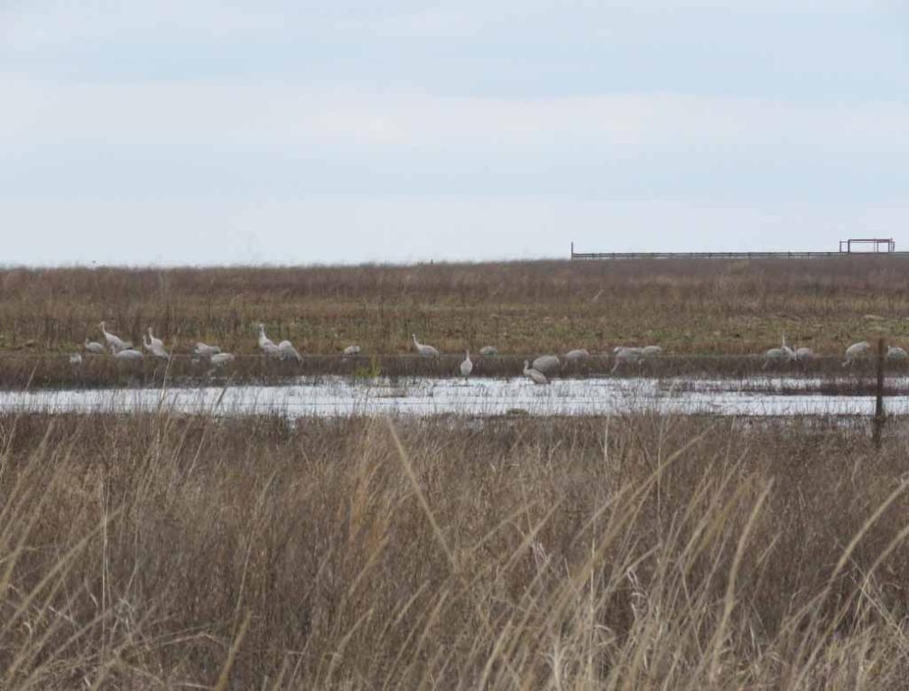 More on Winter Birding along Texas Coast