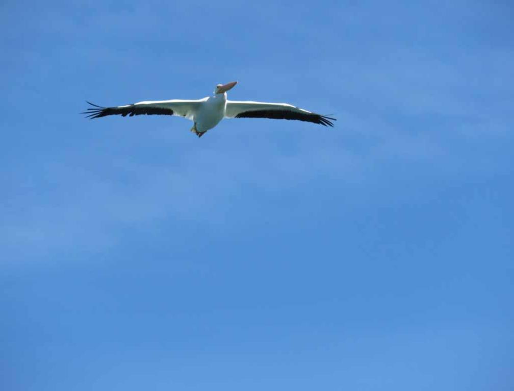 white pelican in flight