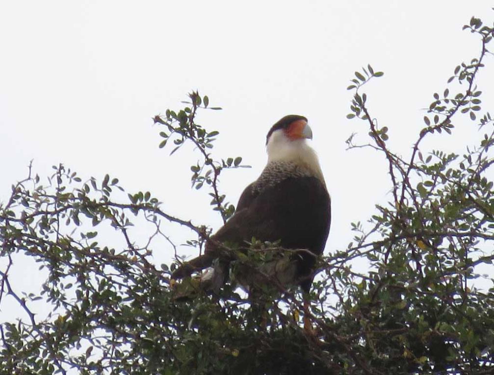 More on Winter Birding along Texas Coast