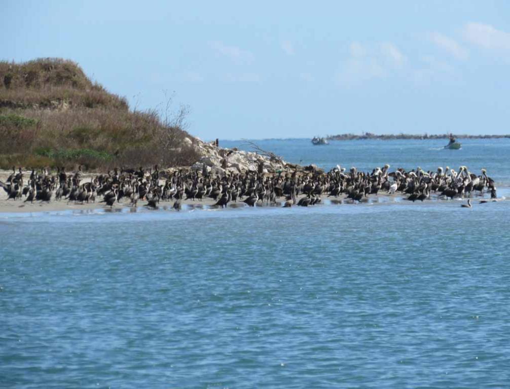 many pelicans and comrmorants on shore