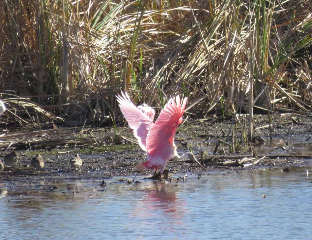 Beautiful Pink Roseate Spoonbill