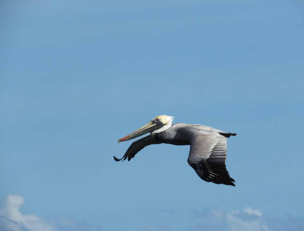 brown pelican in flight