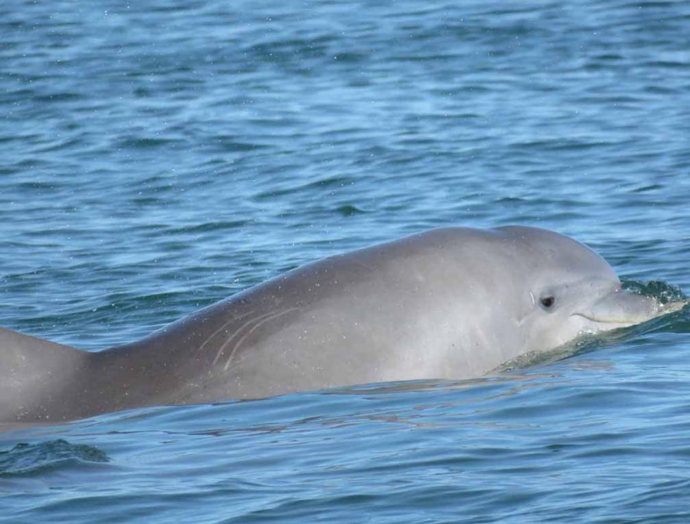 dolphin