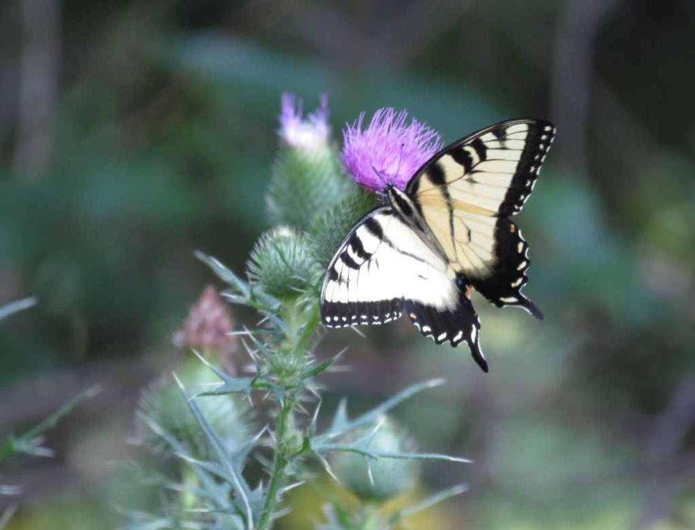 Many Swallows, Butterflies and Red Winged Black Birds in Holmdel Park
