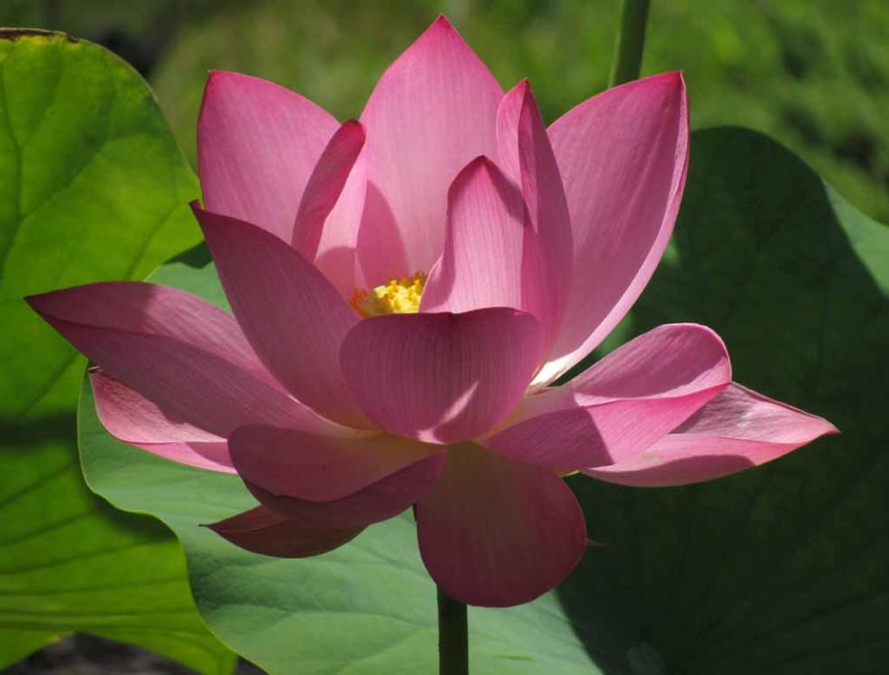 Lotus and Other Beautiful Flowers in Princeton, New Jersey, USA